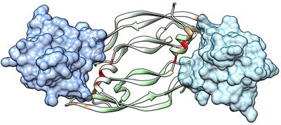 Rational Design of Antiangiogenic Helical <mark class="highlighted">Oligopeptides</mark> Targeting the Vascular Endothelial Growth Factor Receptors